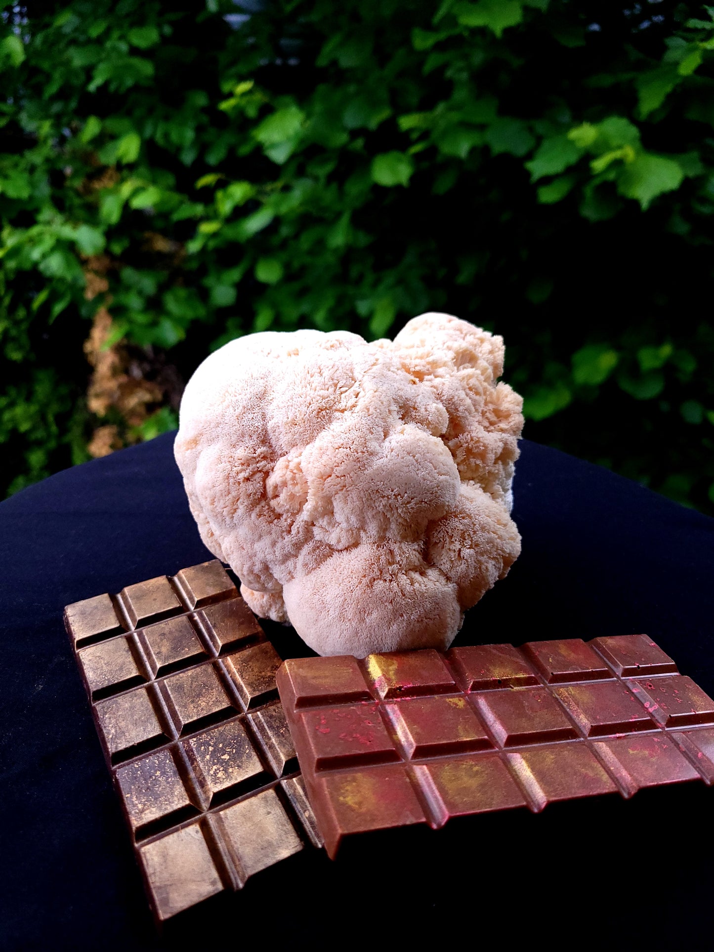 Fèves de cacao et fruits mycélium. Chocolat au lait